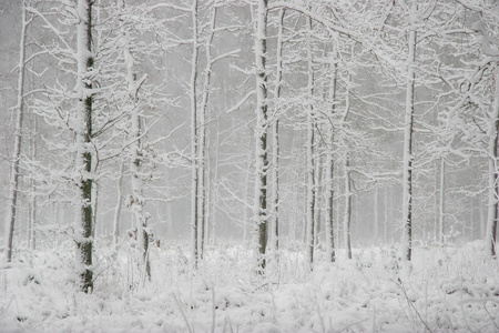 美丽的森林景观在寒冷的冬日，树木覆盖着雪。 拉脱维亚森林里的降雪。 森林里的冬天。 冬林景观，雪冬树