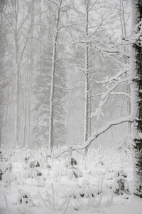 美丽的森林景观在寒冷的冬日，树木覆盖着雪。 拉脱维亚森林里的降雪。 森林里的冬天。 冬林景观，雪冬树