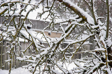 在寒冷的冬天，苹果树上覆盖着雪。 雪时苹果树上结霜的苹果。 拉脱维亚的冬天。