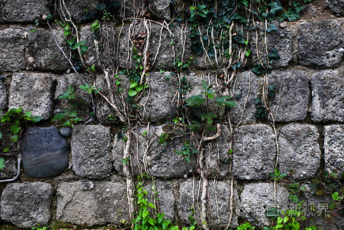 常春藤铺在墙上，茎结。 古老的灰色石头墙与绿色常春藤交织在一起。 背景。