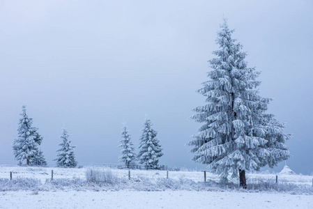 雪覆盖了冰冻的树木在山上