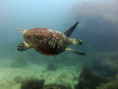 龟。 泰国海湾芭堤雅。