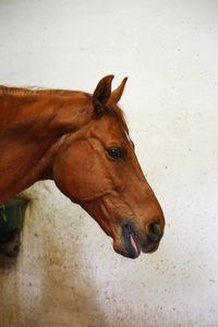 在室内训练时，骑马大厅里美丽的年轻马的头