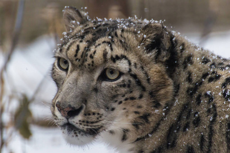他不同的是瘦,长,身体灵活,腿短,头小,尾巴长.照片