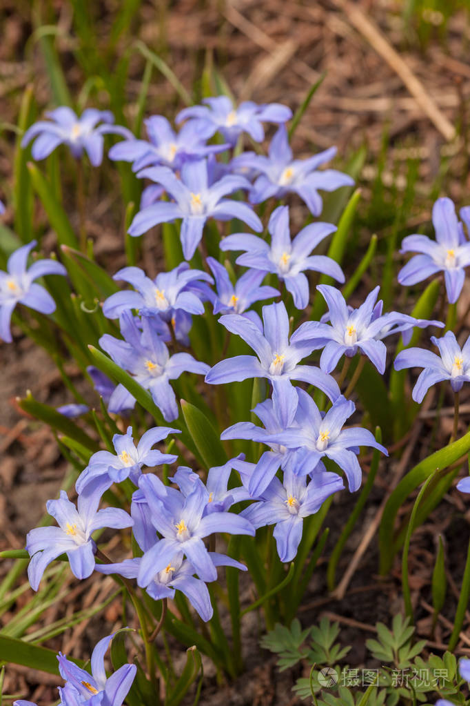 春天的秋藤蓝花近在眼前