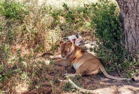 坦桑尼亚的狮子