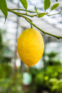 树枝上的新鲜柠檬水果