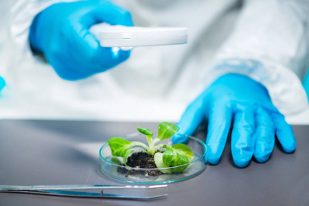 生物学家在实验室检查植物根系