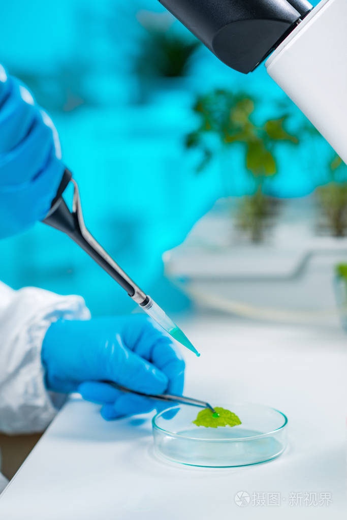生物学家检查实验室植物遗传学样本