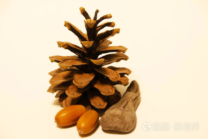 白色背景上有橡子的美丽松果