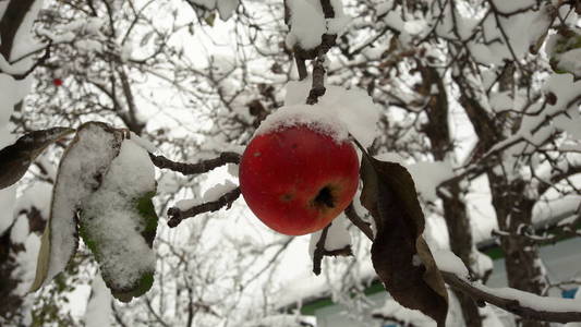 第一场雪落在苹果上。 十一月的霜雪天气。 第一场雪覆盖的果树的枝叶。 第一场雪覆盖在苹果树上的苹果