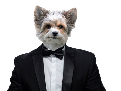 美丽的野狗一只戴着西装的野狗的肖像照片