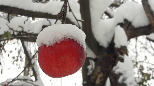 第一场雪落在苹果上。 十一月的霜雪天气。 第一场雪覆盖的果树的枝叶。 第一场雪覆盖在苹果树上的苹果