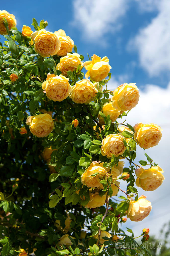 在蓝天背景下绽放的红色玫瑰灌木文本空间垂直方向