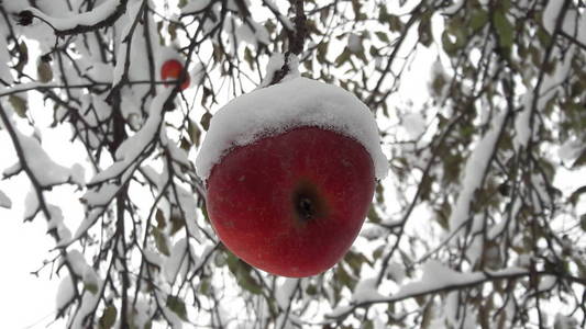 第一场雪落在苹果上。 十一月的霜雪天气。 第一场雪覆盖的果树的枝叶。 第一场雪覆盖在苹果树上的苹果