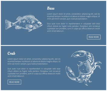低音鱼和螃蟹海报设置矢量插图图片