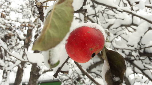 第一场雪落在苹果上。 十一月的霜雪天气。 第一场雪覆盖的果树的枝叶。 第一场雪覆盖在苹果树上的苹果