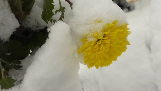 花上的雪。 第一场雪落在一朵黄色的花上。 灌木丛上的雪。 狗玫瑰冬季景观