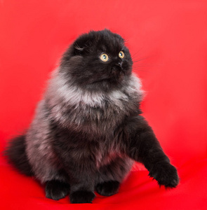 别致的毛茸茸的小猫灰色的黑色高地褶皱在红色背景上