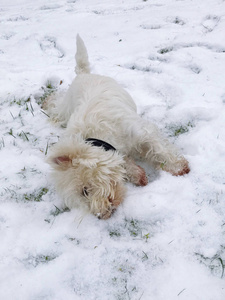 西高地白猎犬在雪地里翻滚