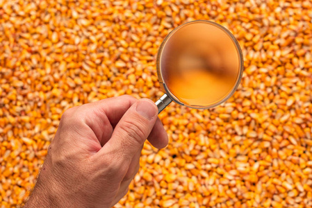 科学家用手握放大镜检查收获的玉米粒的质量
