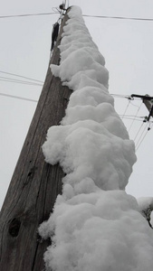 关闭一个干燥的树枝覆盖着雪。 美丽的冬季仙境与新鲜的雪