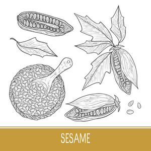 芝麻植物图片-芝麻植物素材-芝麻植物插画-摄图新视界