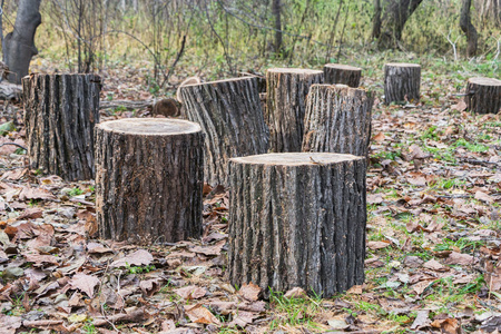 秋天在公园里,一群灰褐色的树桩在一片棕色的叶子上照片