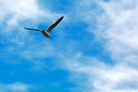 太平洋的海鸥用云彩在天空中飞翔海鸥. 太平洋照片