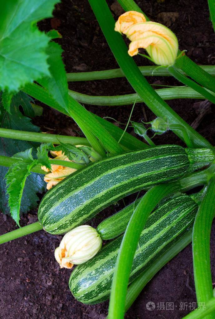 西葫芦在生长. 生长在灌木丛中的绿色植物骨髓