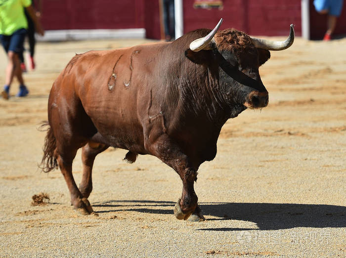 西班牙公牛在斗牛