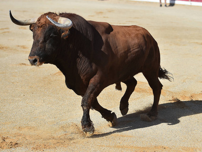 公牛在西班牙奔跑非洲肯尼亚的马塞马拉草原上奔跑的野牛群西班牙黑牛