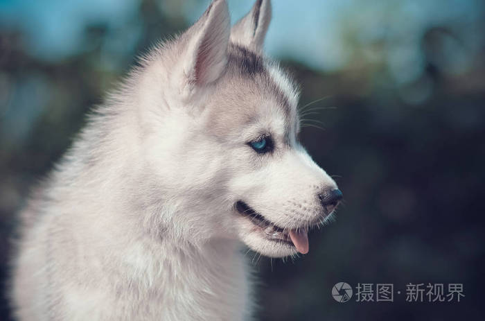蓝眼睛小狗侧面肖像西伯利亚哈士奇纯种灰色和白色接近模糊蓝色波克