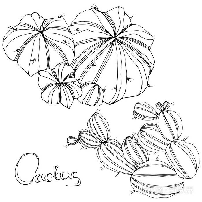 仙人掌花植物学花黑白雕刻水墨艺术孤立的仙人掌插图元素