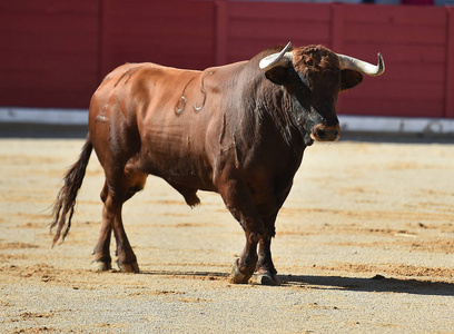 西班牙公牛有大角