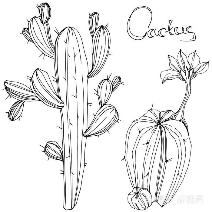 仙人掌花植物学花黑白雕刻水墨艺术孤立的仙人掌插图元素