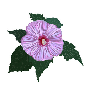 芙蓉花的房间芙蓉花靠近一个松散的花蕾与叶子素描矢量图形彩色插图