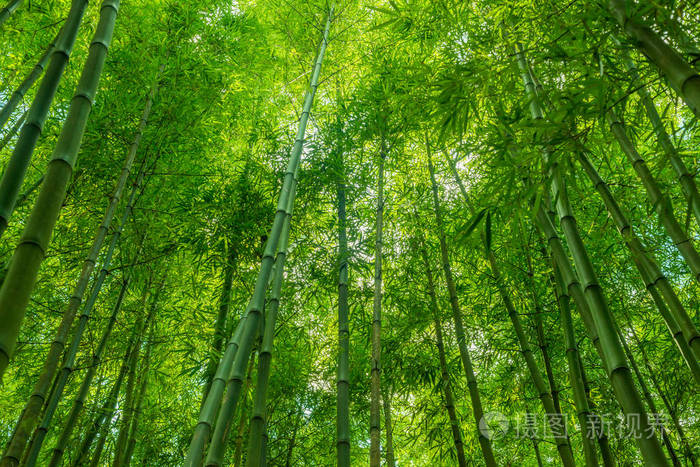 竹林绿林壁纸自然背景照片 正版商用图片14uf81 摄图新视界
