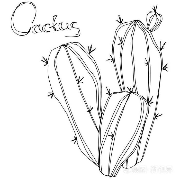 孤立的仙人掌插图元素插画-正版商用图片14uflt-摄图新视界