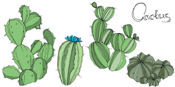 仙人掌。花植物学花。绿色雕刻水墨艺术。孤立的仙人掌插图元素