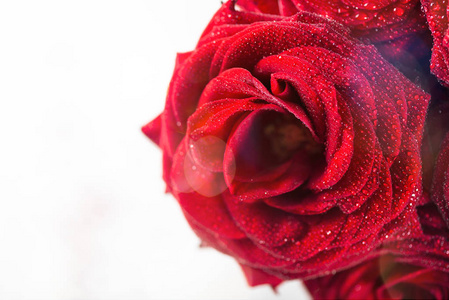 完美的红玫瑰花束，爱情和浪漫的概念