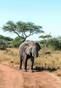 坦桑尼亚的大象被阿卡西亚包围