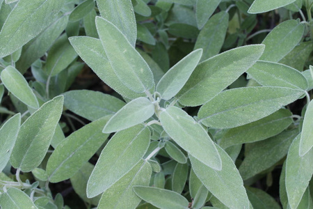 鼠尾草(砂草)一种药用植物,也称为药用草本植物.