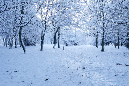 美丽的冬季公园，白雪覆盖的树木