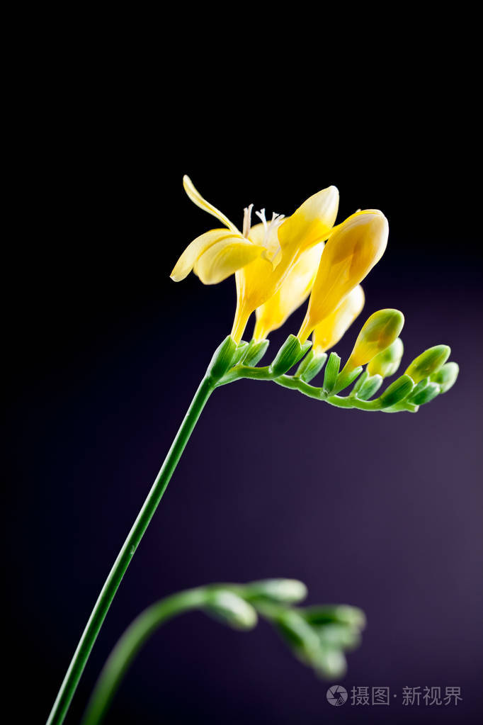 美丽的freesia花与细节