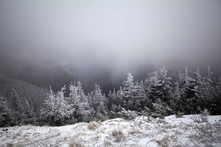 圣诞节和新年背景，山上有冬天的树，覆盖着新鲜的雪魔法节日背景