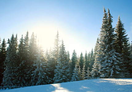 冬天的松林在日出的时候在蓝天