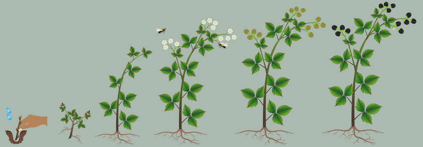 黑莓水果的功能黑莓植物设计元素的生长周期.照片