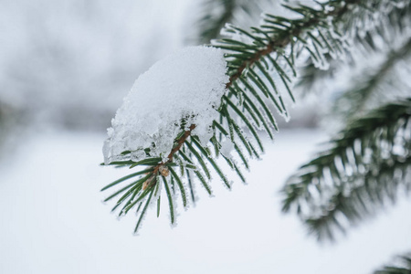 云杉树枝在雪特写分树枝的圣诞树上覆盖着雪