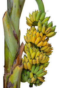 香蕉树，有一串成熟的黄色香蕉。在白色背景上。这是裁剪路径